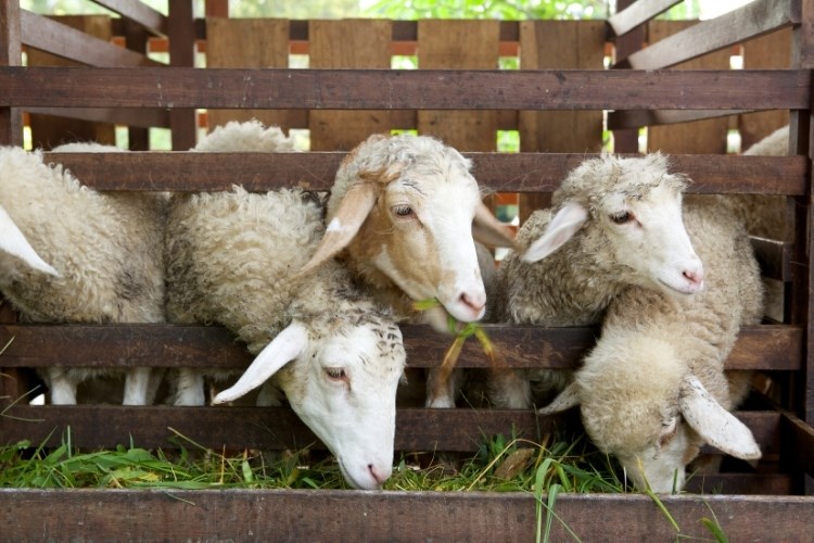 Slika /slike/Priopcenja/Foto_NOVO PRIOPĆENJA/Ovce/asderbgtrbhgfv (105).jpg